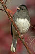 Junco ardoisé