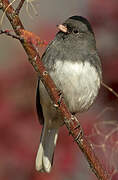 Junco ardoisé