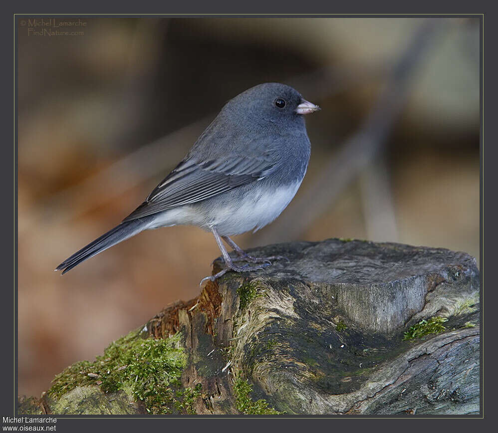 Junco ardoisé mâle adulte, identification