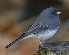 Dark-eyed Junco