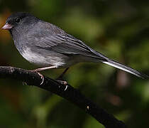 Dark-eyed Junco