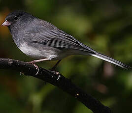 Junco ardoisé