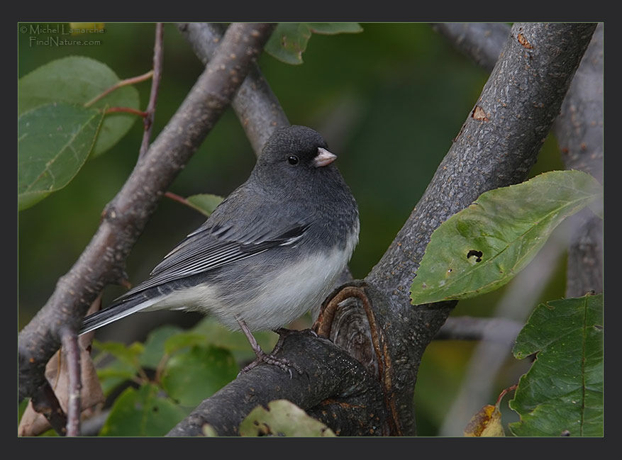 Junco ardoisé mâle adulte