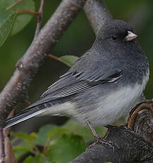 Junco ardoisé