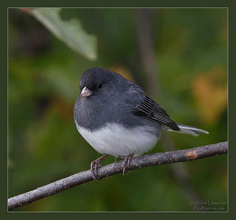 Junco ardoisé mâle adulte