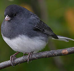 Junco ardoisé