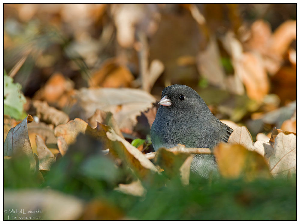 Junco ardoisé