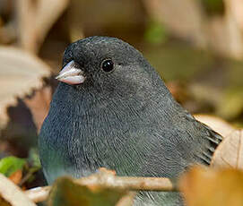 Junco ardoisé