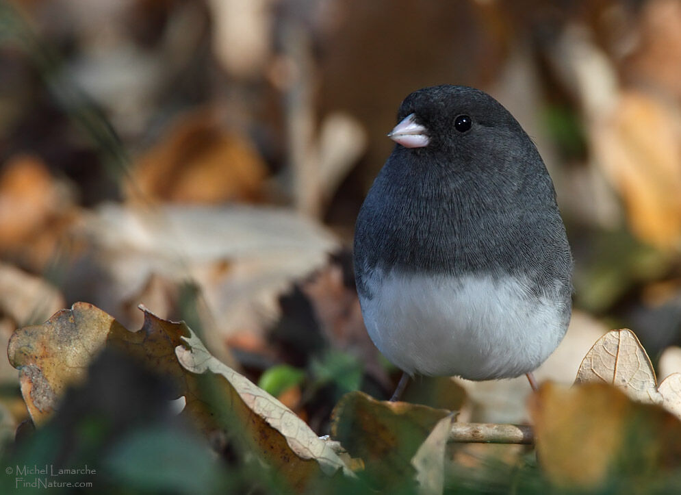 Junco ardoisé