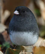 Junco ardoisé