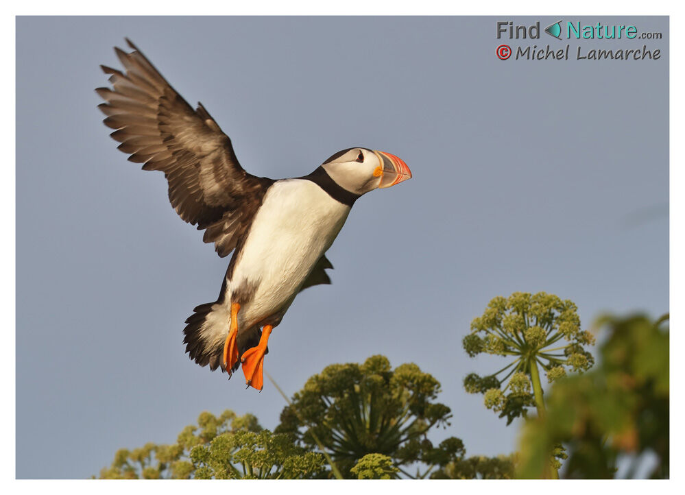 Atlantic Puffin