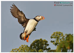 Atlantic Puffin