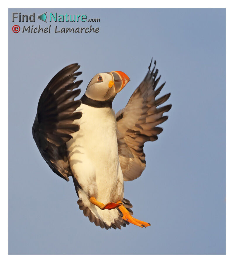 Atlantic Puffin