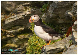 Atlantic Puffin