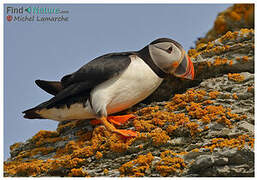 Atlantic Puffin