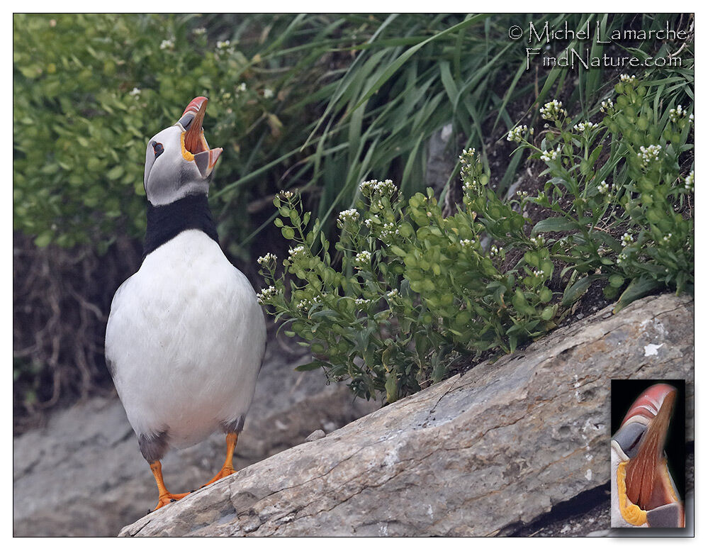 Atlantic Puffin