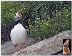 Atlantic Puffin