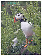 Atlantic Puffin