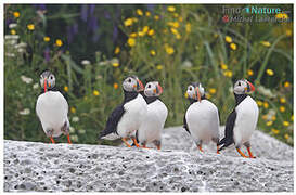 Atlantic Puffin