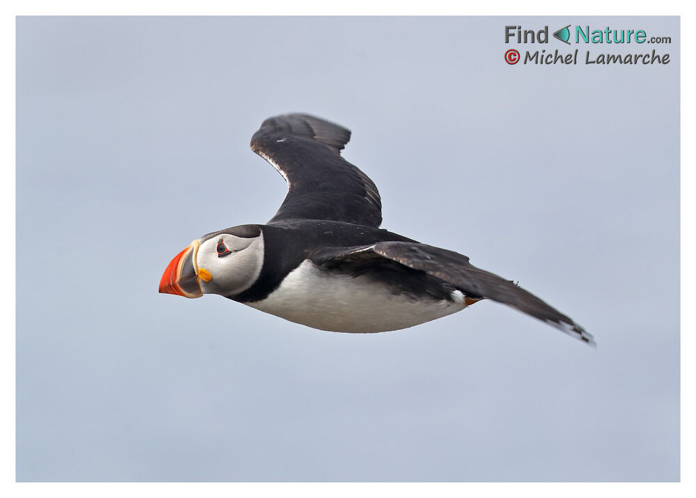 Atlantic Puffin, Flight