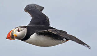 Atlantic Puffin