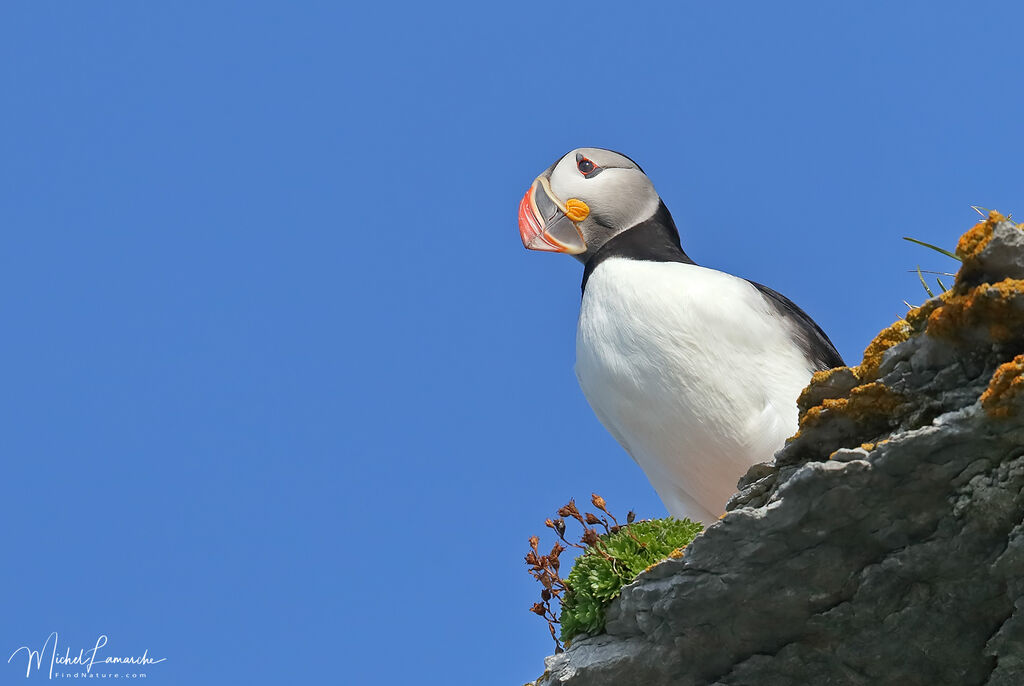 Atlantic Puffin