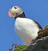 Atlantic Puffin