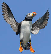 Atlantic Puffin