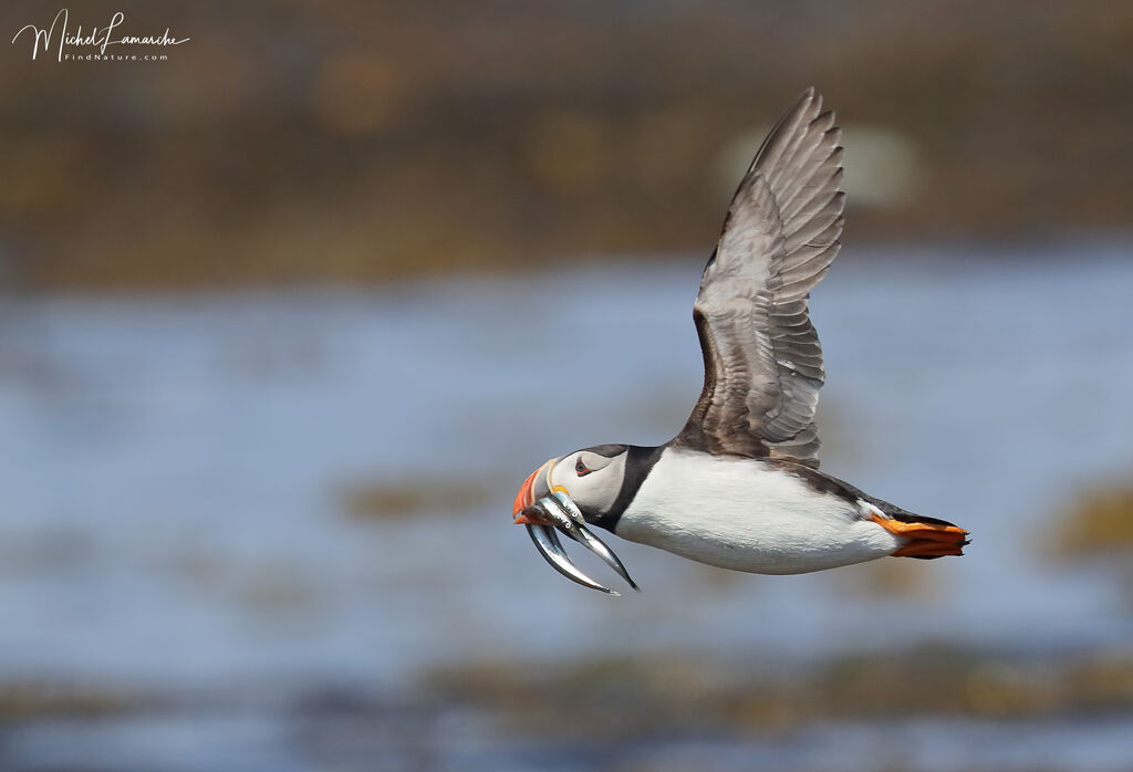 Atlantic Puffin, Flight