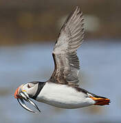 Atlantic Puffin