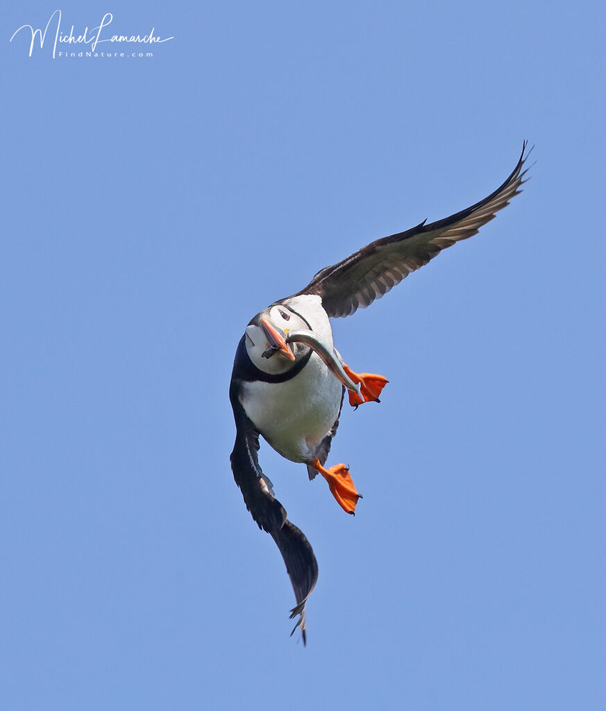 Atlantic Puffin, Flight