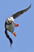 Atlantic Puffin