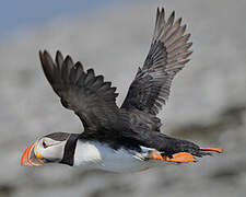 Atlantic Puffin