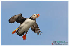 Atlantic Puffin