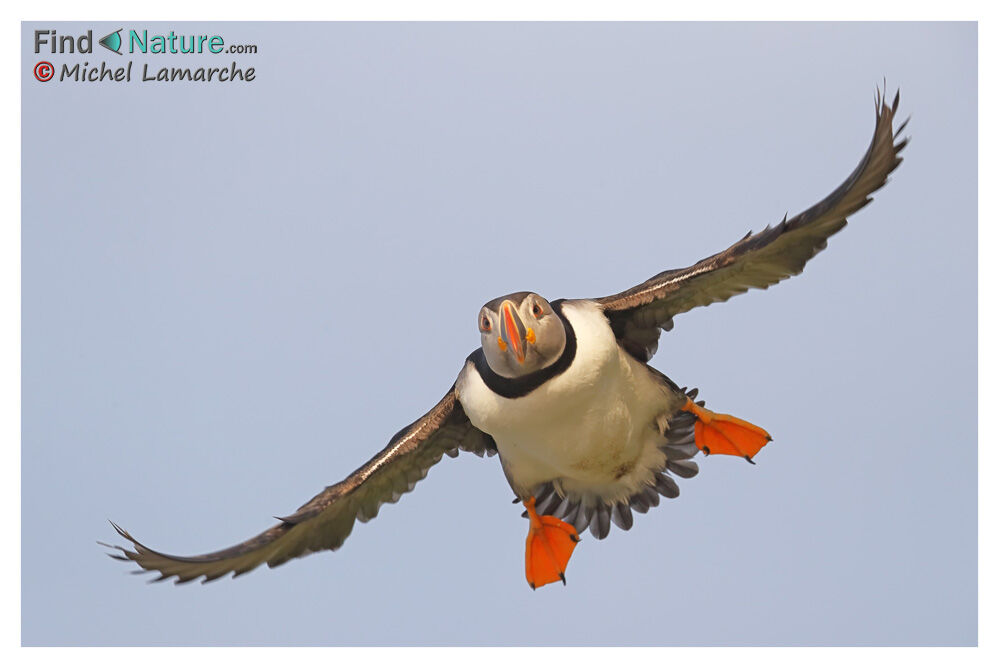 Atlantic Puffin