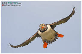 Atlantic Puffin