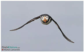 Atlantic Puffin