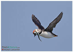 Atlantic Puffin