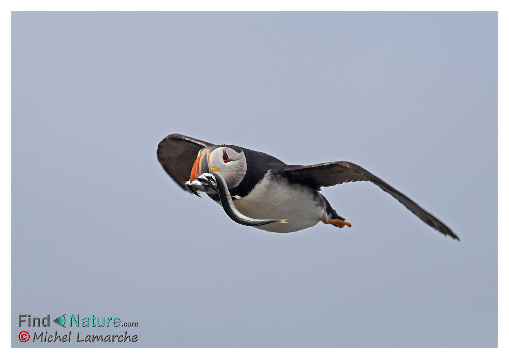 Atlantic Puffin