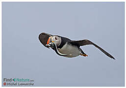 Atlantic Puffin