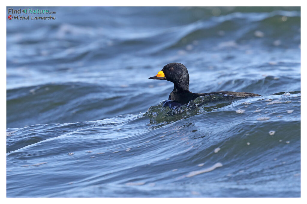 Black Scoter male