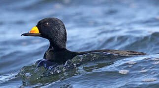 Black Scoter