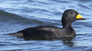 Black Scoter