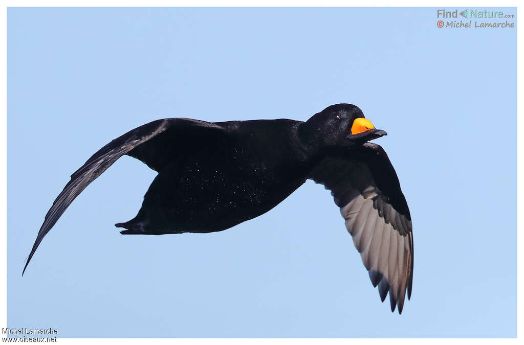 Black Scoter male adult, Flight