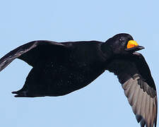 Black Scoter