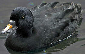 Common Scoter