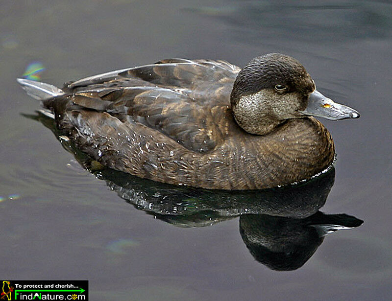 Common Scoter