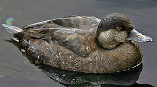 Common Scoter