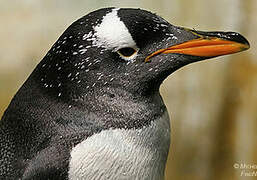 Gentoo Penguin