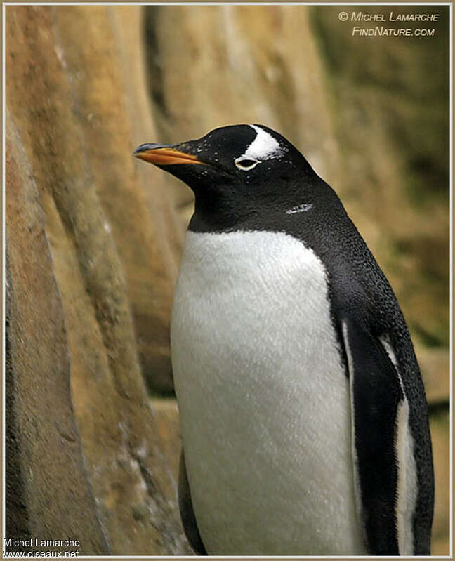 Gentoo Penguinadult, close-up portrait